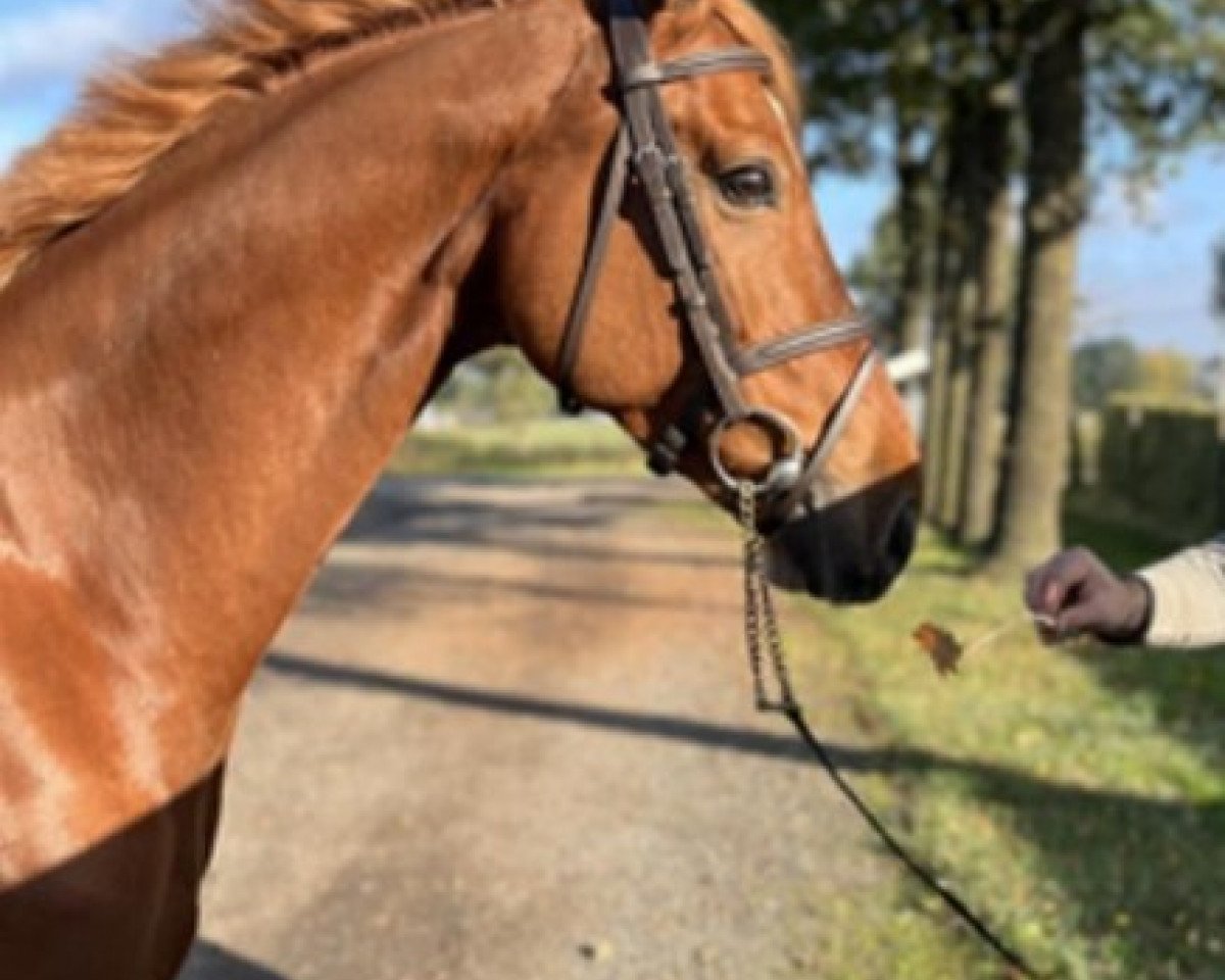 Springpferd Pilot`s Dream (Westfale, 2014, von Pilothago Dxb)