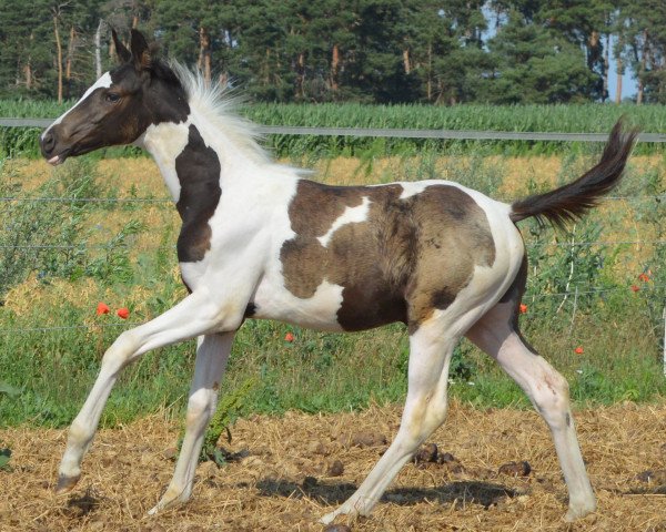 dressage horse Atyria`s Charming Cessy (German Warmblood, 2023, from Quattro Legende)