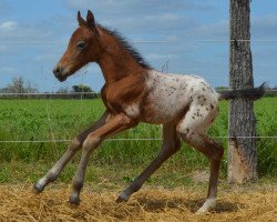 horse Atyria`s Magic Merlin (German Riding Pony, 2023, from Atyria's Akim)