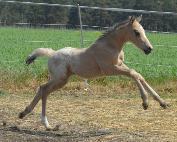 horse Atyria`s Prinz Pico (German Riding Pony, 2023, from Atyria's Akim)