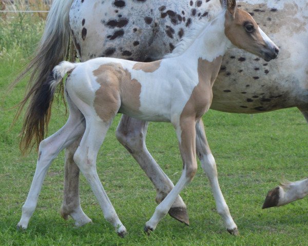 horse Atyria`s Painted Pandora (German Warmblood, 2023, from Tru Docscherokee)