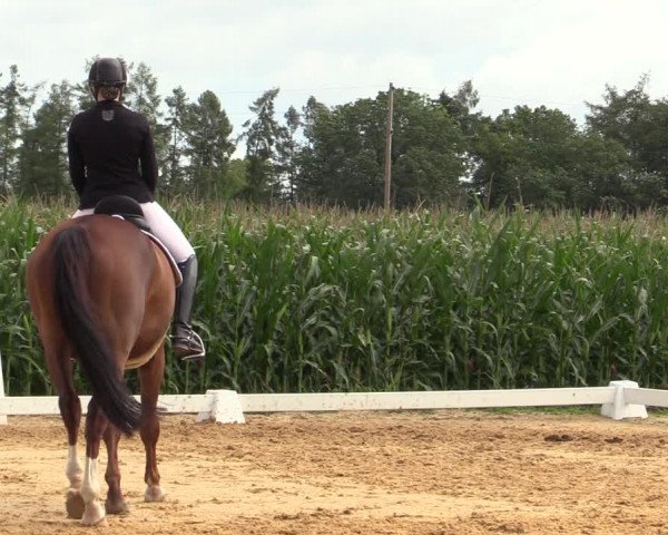 Reitturnier Ranshofen - Braunau am Inn 2023