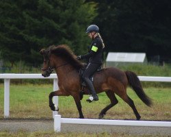 Pferd Flugfaxi vom Laekurhof (Islandpferd, 2015, von Fagur vom Schloßberg)