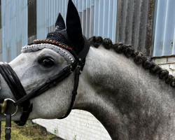 stallion Petit nicht von dieser Welt (German Riding Pony, 2019, from Heidbergs Nancho Nova)