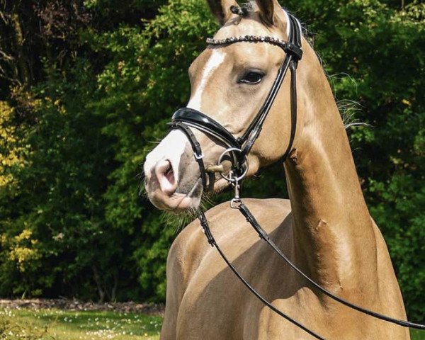 dressage horse Petit Hanaya (German Riding Pony, 2020, from Petit Rock the Moment)