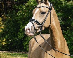 Dressurpferd Petit Hanaya (Deutsches Reitpony, 2020, von Petit Rock the Moment)