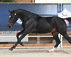 Springpferd Jackpot d'Elbe (Selle Français, 2019, von Connor 48)