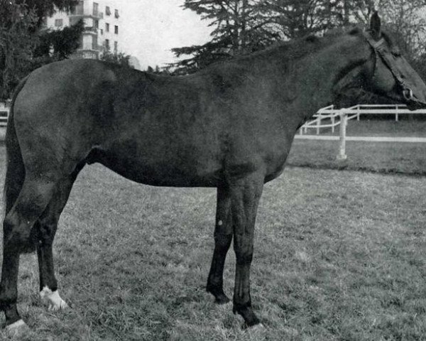 stallion Danton AA (Anglo-Arabs, 1969, from Matador AA)