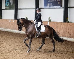 dressage horse Lexington 68 (Rhinelander, 2010, from Likoto xx)