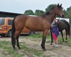 horse Mirabell (Trakehner, 2008, from Carel Deak)