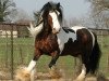 Deckhengst Pablo van de Bonte Parels 20000393 (Tinker / Irish Cob / Gypsy Vanner, 1995, von Unknown Tinker)