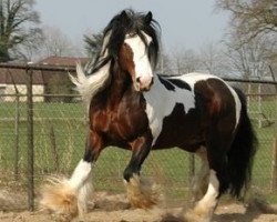 Deckhengst Pablo van de Bonte Parels 20000393 (Tinker / Irish Cob / Gypsy Vanner, 1995, von Unknown Tinker)