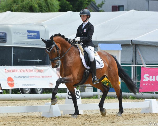 dressage horse Sir Quattro (Austrian Warmblood, 2009, from Sir Shutterfly)