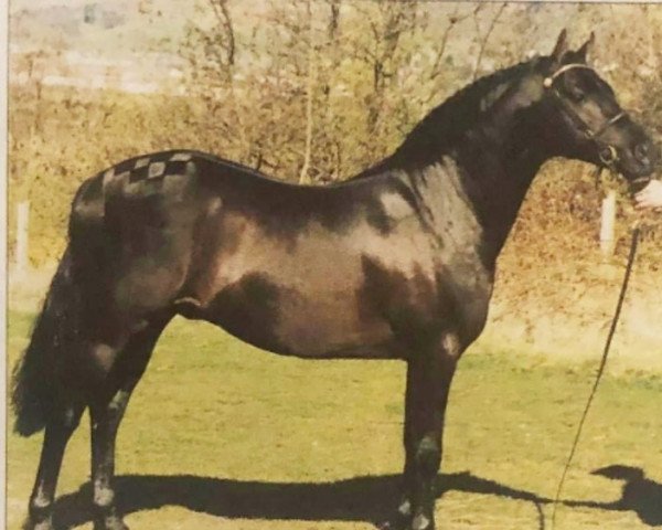 horse Duntarvie Catamount (British Riding Pony, 1992, from Longnewton Maestro)