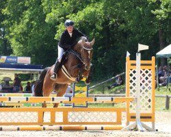 jumper Evelein (German Sport Horse, 2015, from Le Sauteur)