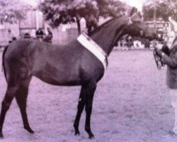 broodmare Trellech Chantilly Dream (British Riding Pony, 1998, from Royal Ensign AA)