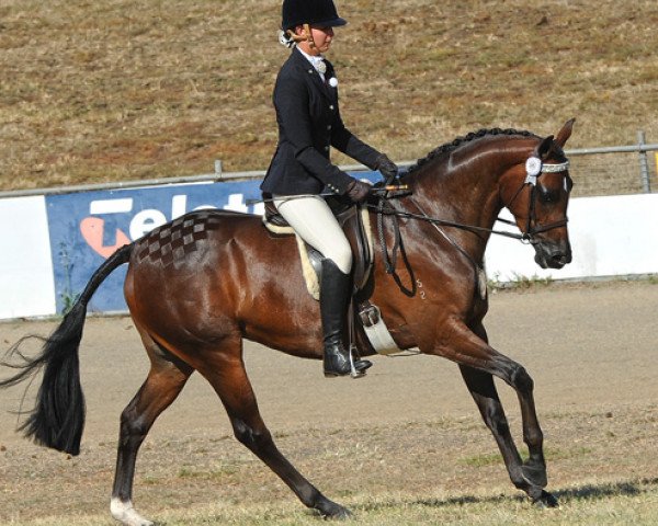 horse Trellech Enigma (British Riding Pony, 2003, from Cusop Fingerprint)