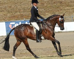 Pferd Trellech Enigma (British Riding Pony, 2003, von Cusop Fingerprint)