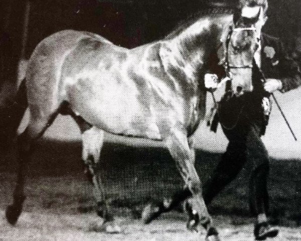 horse Copybush Catchphrase (British Riding Pony, 1991, from Trellech Courvoisier)