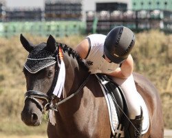 dressage horse Nightwish Star (German Riding Pony, 2014, from Nadir vom Splitting WE)