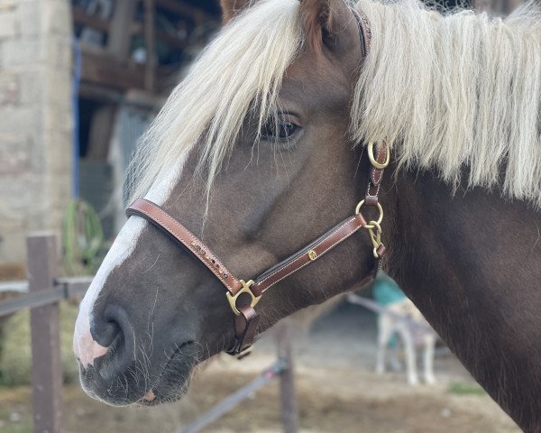 Pferd Mister Hannes (Schwarzwälder Kaltblut, 2020, von Markstein)