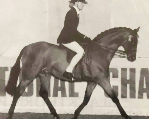 Pferd Nuthurst Whodunnit (British Riding Pony,  , von Cusop Fingerprint)