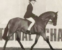 horse Nuthurst Whodunnit (British Riding Pony,  , from Cusop Fingerprint)