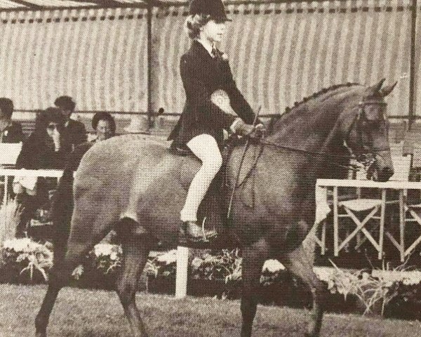 Pferd Twylands Carillon (British Riding Pony, 1978, von Keston Royal Occasion)