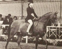 horse Twylands Carillon (British Riding Pony, 1978, from Keston Royal Occasion)