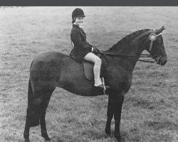 broodmare Drayton Caraway (Welsh-Pony (Section B), 1971, from Chirk Caradoc)