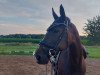 dressage horse London's Lynn (Hanoverian, 2007, from Londonderry)