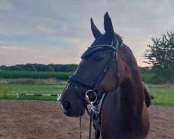 dressage horse London's Lynn (Hanoverian, 2007, from Londonderry)