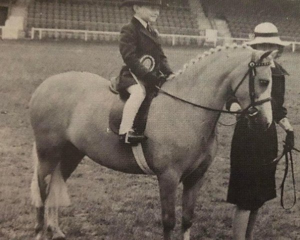 dressage horse Champ (Welsh mountain pony (SEK.A), 2010)