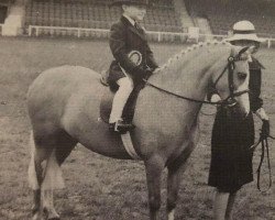 Dressurpferd Champ (Welsh Mountain Pony (Sek.A), 2010)