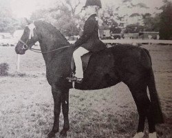 Pferd Weald Zest (Welsh Pony (Sek.B), 1972, von Solway Master Bronze)