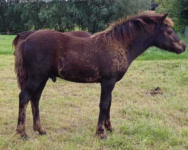 Pferd Man in Black-L (Shetland Pony, 2023, von Mr. Blue v.d. Hoorn)