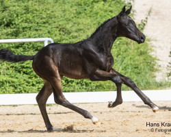 dressage horse Finero (Austrian Warmblood, 2023, from Fineline)