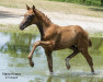 dressage horse Piana BMK (Austrian Warmblood, 2023, from Feliciano)