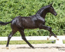 dressage horse Decento (Austrian Warmblood, 2023, from Dimaggio Black)