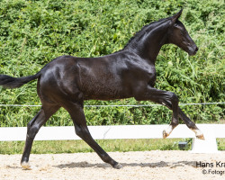 dressage horse Decento (Austrian Warmblood, 2023, from Dimaggio Black)