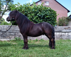 horse Nerio v.d. Alloyse Hoeve (Shetland Pony, 2019, from Levi van de Schaapshoeve)