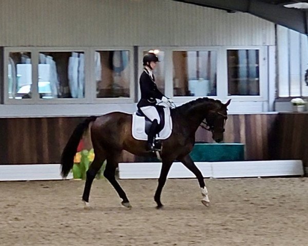 dressage horse Racontino (Oldenburg, 2017, from Rock for Me)