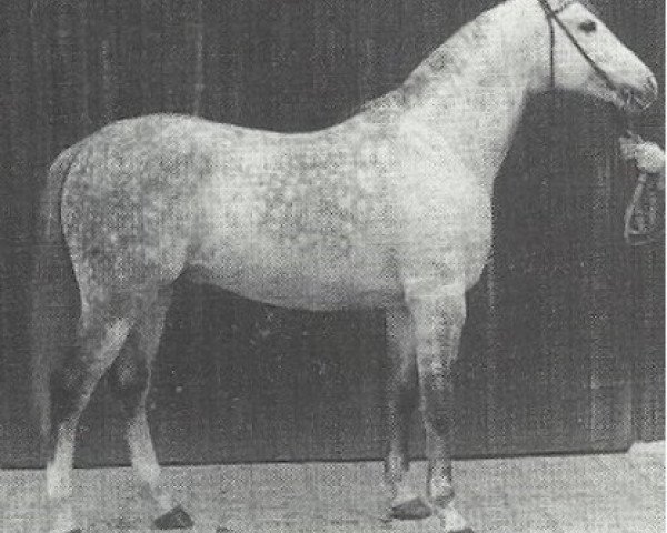 stallion Mersuch VIII (Shagya Arabian, 1959, from Mersuch V)