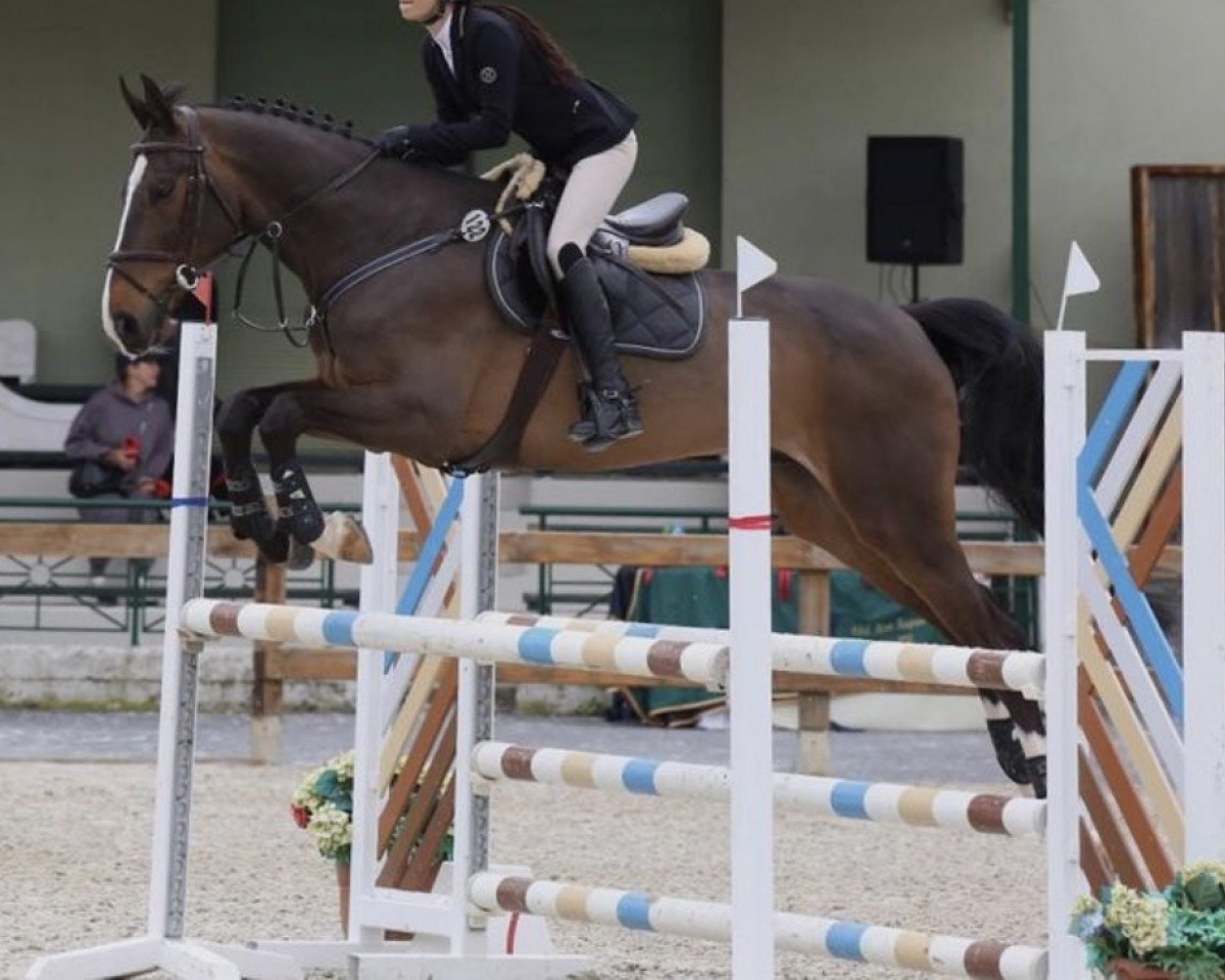 Springpferd Monkey Z (Zangersheide Reitpferd, 2013, von Marius Claudius)
