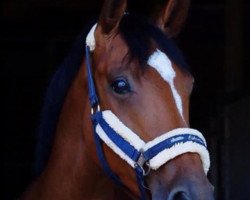 dressage horse Sally Sw (Westphalian, 2015, from Sir Heinrich OLD)