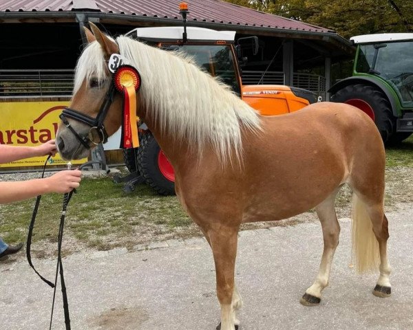 broodmare Adina (10,74% ox) (Edelbluthaflinger, 2017, from DSP Nakuri (17,19% ox))