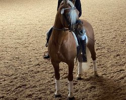 stallion DSP Nakuri (17,19% ox) (Haflinger, 2004, from Nebos II (3,125% ox))