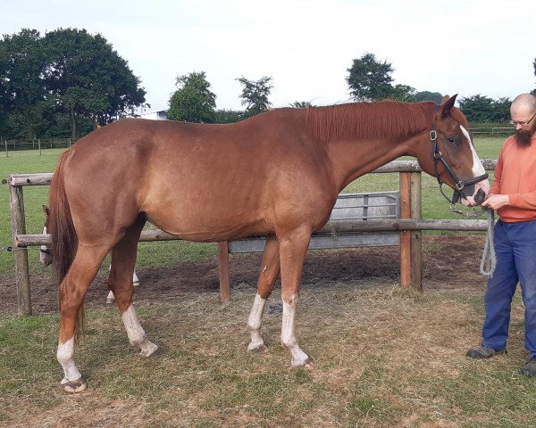 broodmare Feingold (Oldenburg, 2016, from Flanell)