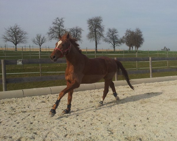 dressage horse Rufus (Austrian Warmblood, 2003, from Regazzoni)