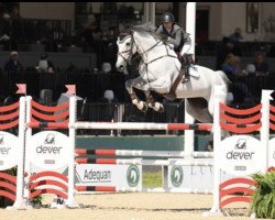 jumper Caressiloubeta (Oldenburg show jumper, 2012, from Caressini L)